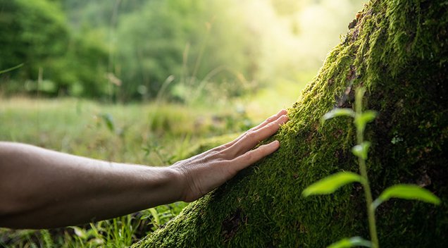 Ein Teaserbild zum Thema Klimainvest